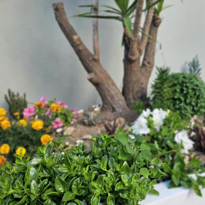 new garden pic 2 2026