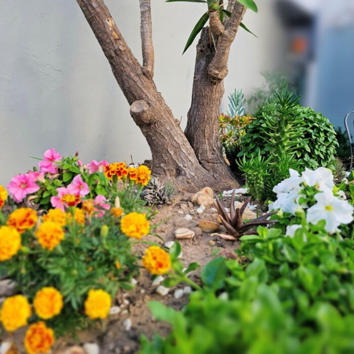 new garden pic 2026